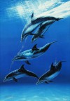 戸川 郁夫 「Dolphin Diving」 Ikuo Togawa