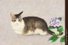 ねこ・猫・ネコ展